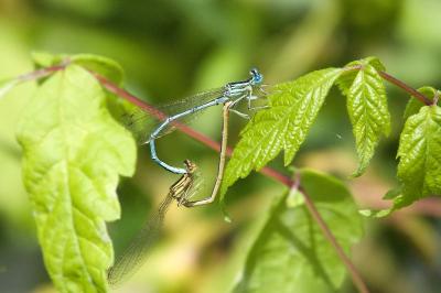 Agrion à larges pattes