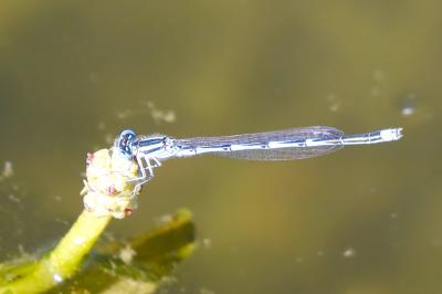 Agrion de Vander Linden