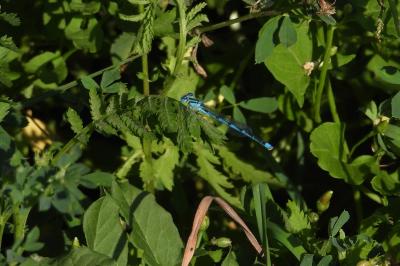 Agrion de Vander Linden