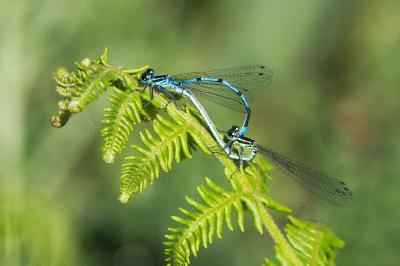 Agrion jouvencelle