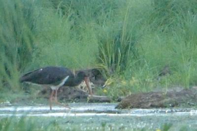Cigogne noire