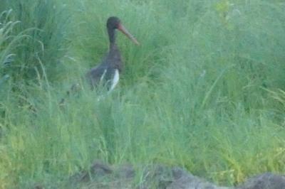 Cigogne noire