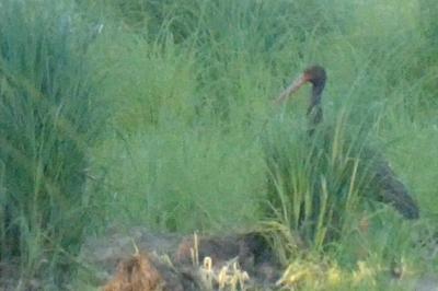Cigogne noire