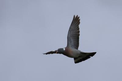 Pigeon ramier