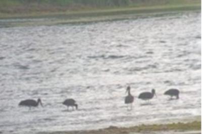 Cigogne noire