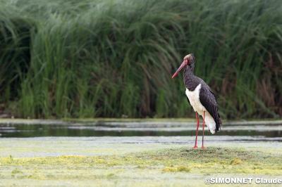 Cigogne noire