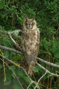 Hibou moyen-duc