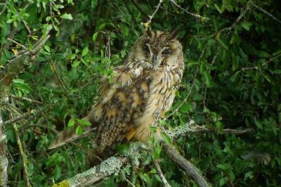 Hibou moyen-duc
