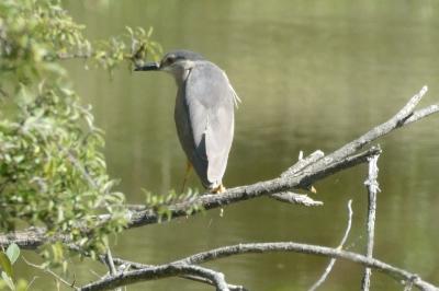Bihoreau gris