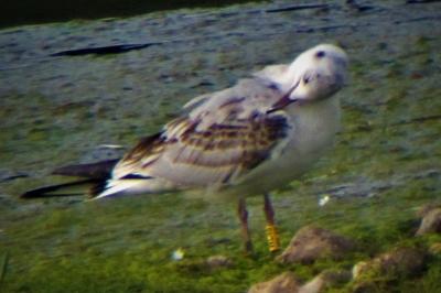 Mouette rieuse