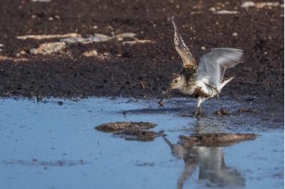 Calidris alpina