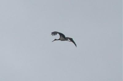 Cigogne noire