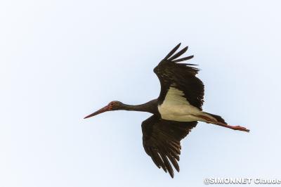 Cigogne noire