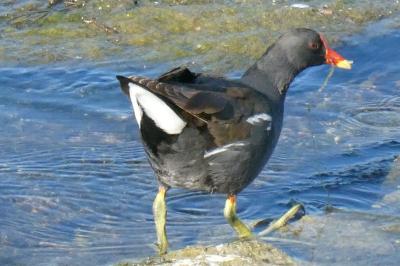 Poule-d'eau