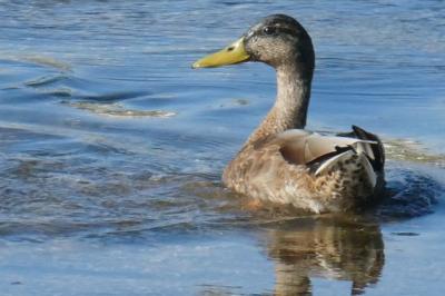 Canard colvert