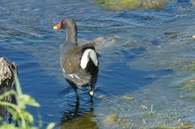 Poule-d'eau