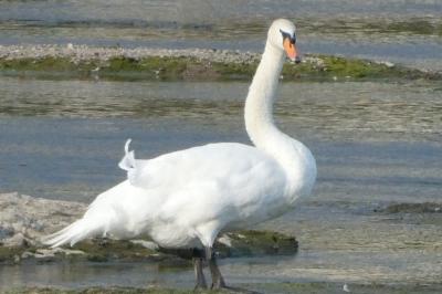 Cygne tuberculé