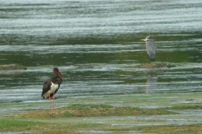 Cigogne noire