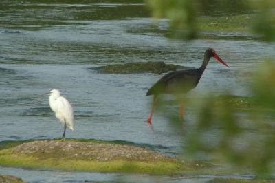 Cigogne noire