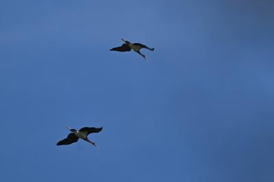 Cigogne noire