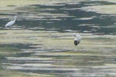 Cigogne blanche