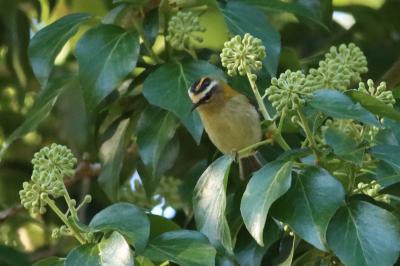 Regulidae