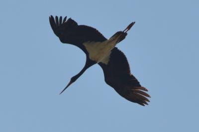 Cigogne noire