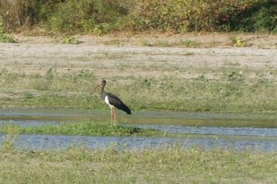 Cigogne noire
