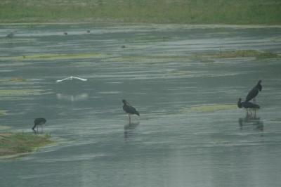 Cigogne noire