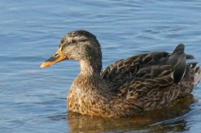 Canard colvert