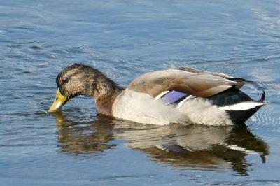Canard colvert