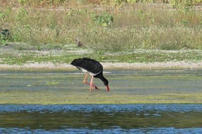 Cigogne noire