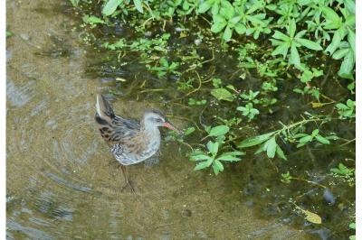 Rallidae