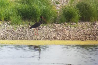 Cigogne noire