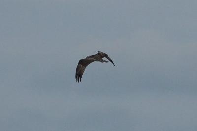 Balbuzard pêcheur