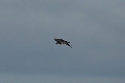 Balbuzard pêcheur