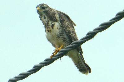 Buse variable
