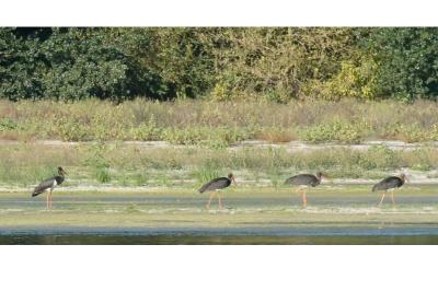 Cigogne noire