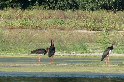 Cigogne noire