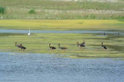 Cigogne noire