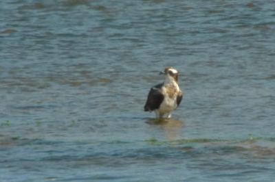 Balbuzard pêcheur