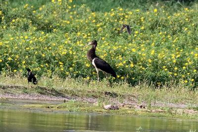 Cigogne noire