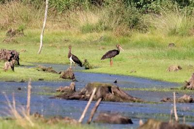 Cigogne noire