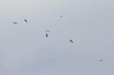 Cigogne noire