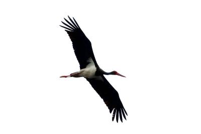 Cigogne noire