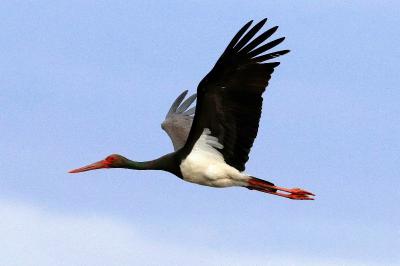 Cigogne noire