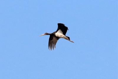 Cigogne noire