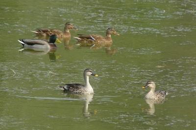 Canard à bec tacheté