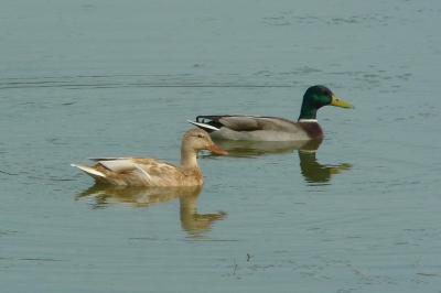 Anatidae
