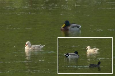 Canard mandarin